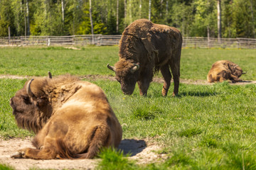 A herd of bison peacefully nips grass on the lawn