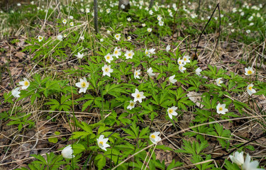 The first flowers of anemone in the forest in a clearing.