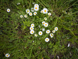 daisies