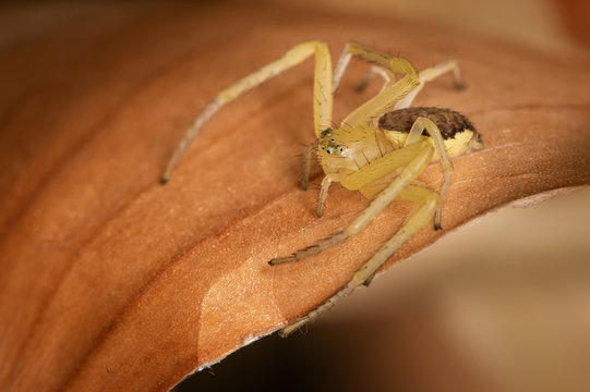 A little yellow bold spider. The detailed macro image of a bold white Clubiona sac spider with brown abdomen on the onion skin