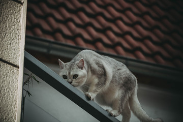 weiße Katze, die in der Luft steht