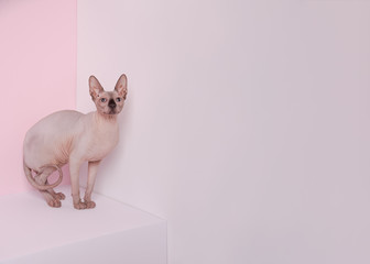 Playful sphynx cat sitting on white cube behind pink background. Portrait of graceful cat. Minimalistic photo. Copy space