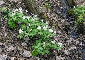 The first flowers of anemone in the forest under a tree .