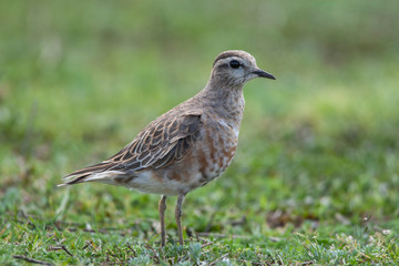 Eurasian Dotterel (Charadrius morinellus) bird in the natural habitat.