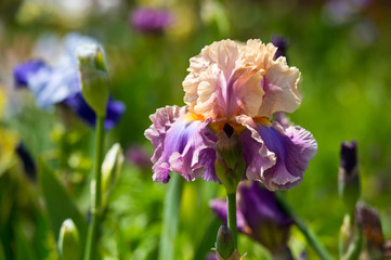 Colorful irises in the garden, perennial garden. Gardening. Bearded iris
