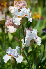 Obraz premium Colorful irises in the garden, perennial garden. Gardening. Bearded iris