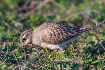 Eurasian Dotterel (Charadrius morinellus) bird in the natural habitat.