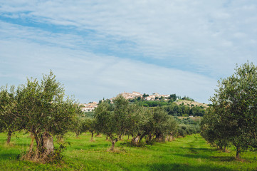 Traditional country landscape in Tuscany Italy. Scenic view of an olive grove on a hill in springtime with green lawn and cloudy blue sky, Italy.