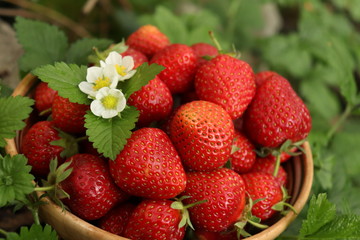 
ripe berries of wild strawberry with leaves and flowers
