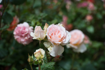 Beautiful bush of  pink roses in a spring garden. Rose garden. Tea and hybrid roses