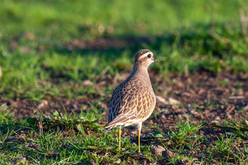 Eurasian Dotterel (Charadrius morinellus) bird in the natural habitat.