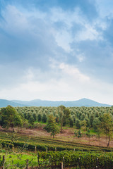Fototapeta na wymiar Traditional country landscape in Tuscany Italy. Scenic view of an olive grove on a hill in springtime with green lawn and cloudy blue sky, Italy.