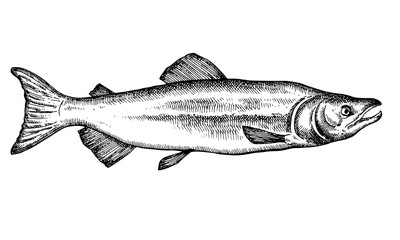 Hand drawn Fish vector illustration