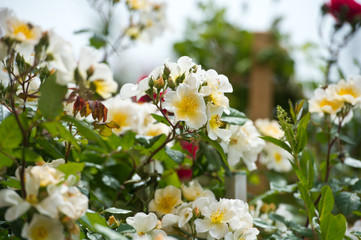 Green bushes with yellow bunches of Campsis. Thailand.