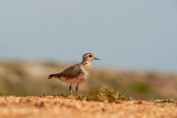 Eurasian Dotterel (Charadrius morinellus) bird in the natural habitat.