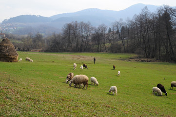 Fototapeta premium Bosnian countryside