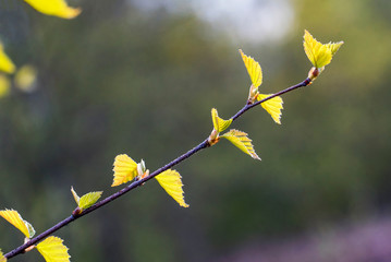 The first green leaves on the birch in spring.