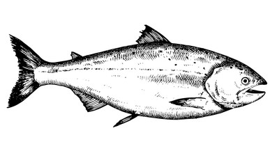 Salmon. Hand drawn vector Fish. Black and white illustration