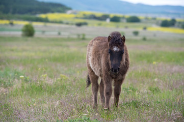 Fototapeta premium Pony colt grazing in a meadow. Little furry pony