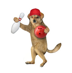 The beige dog athlete in a red cap with a ball and a pin is playing bowling. White background....