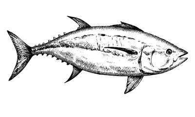 Tuna. Hand drawn vector Fish. Black and white illustration