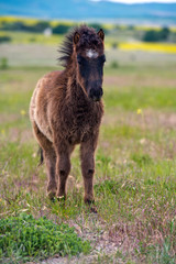 Fototapeta premium Pony colt grazing in a meadow. Little furry pony
