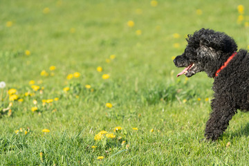 A black poodle dog runs across a green meadow on a spring afternoon.