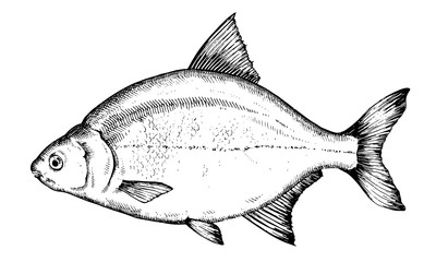 Hand drawn vector Fish. Black and white bream illustration