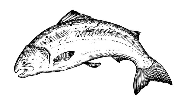 black and white salmon fish drawing clip art preview