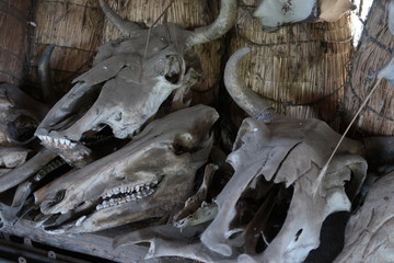 Old bull skull with horns
