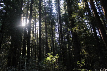 sun peeking through the forest trees