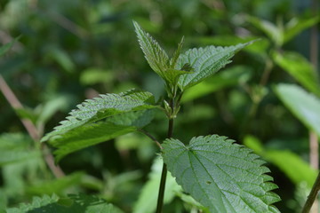 Nettle growing wild in the forest. Urtica dioica is a well-known medicinal plant.