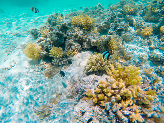 Fototapeta na wymiar Underwater world landscape, colorful coral reef and blue clear water with sunlight and sunbeam. Enture snorkeling. Background