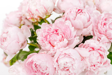 Bouquet of pale pink blooming peonies on the white background