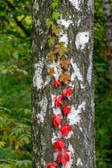 the color of leaves of a climbing plant gradually changes from green to red