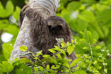 Sloth looking