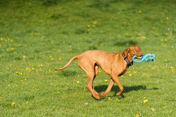 The Hungarian pointer is wonderfully retrieving retrieves during the afternoon sunny training.
