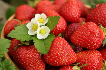 ripe berries of wild strawberry with leaves and flowers