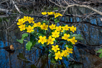 Flowering plant the marsh Marigold yellow flowers in spring.