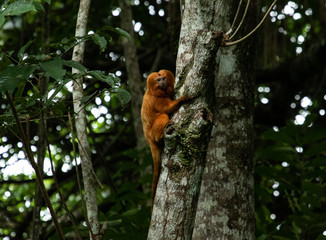 Tararin climbing the tree