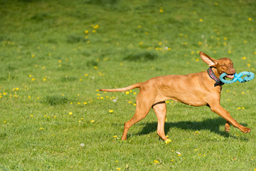 The Hungarian pointer is wonderfully retrieving retrieves during the afternoon sunny training.