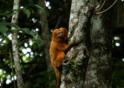 Brazilian rare tamarin