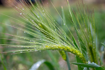 Spikelet of barley on which many drops of water after rain. Yield growth and agriculture