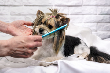 Yorkshire terrier on grooming