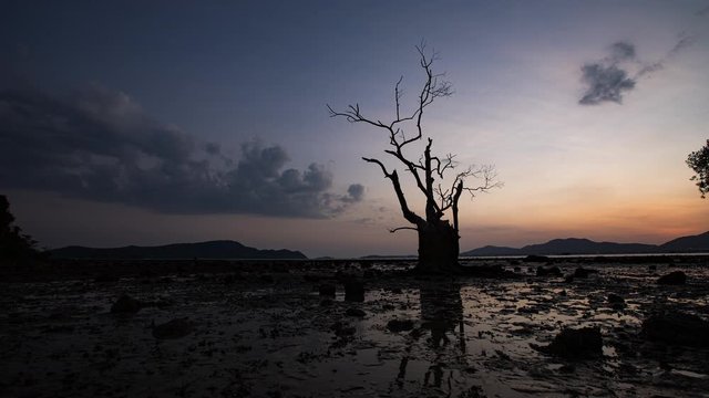 Sunset view dead tree roots along ocean at Phuket, Thailand.
