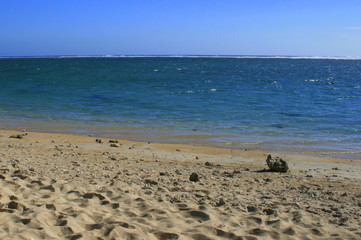 Corail sur une plage de la Réunion 4