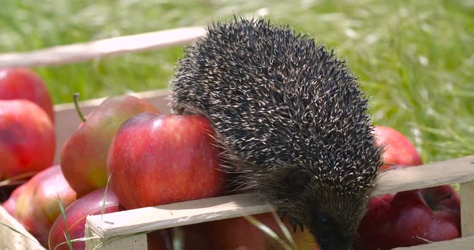 Close up cute gray hedgehog sitting in garden on wooden crate full of red fragrant apples, sniffing them in tall grass on sunny windy day. Wind moving grass. Harvesting concept, slow motion