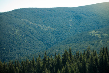 Green Pine Forest Landscape Background