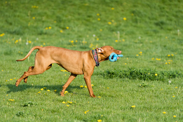 The Hungarian pointer is wonderfully retrieving retrieves during the afternoon sunny training.