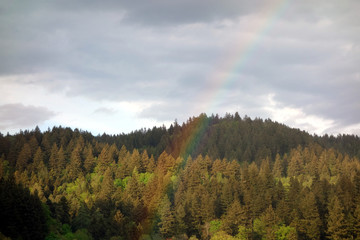 Regenbogen &uuml;ber dem Schwarzwald an Waldrand mit bew&ouml;lktem Himmel und grauer Stimmung